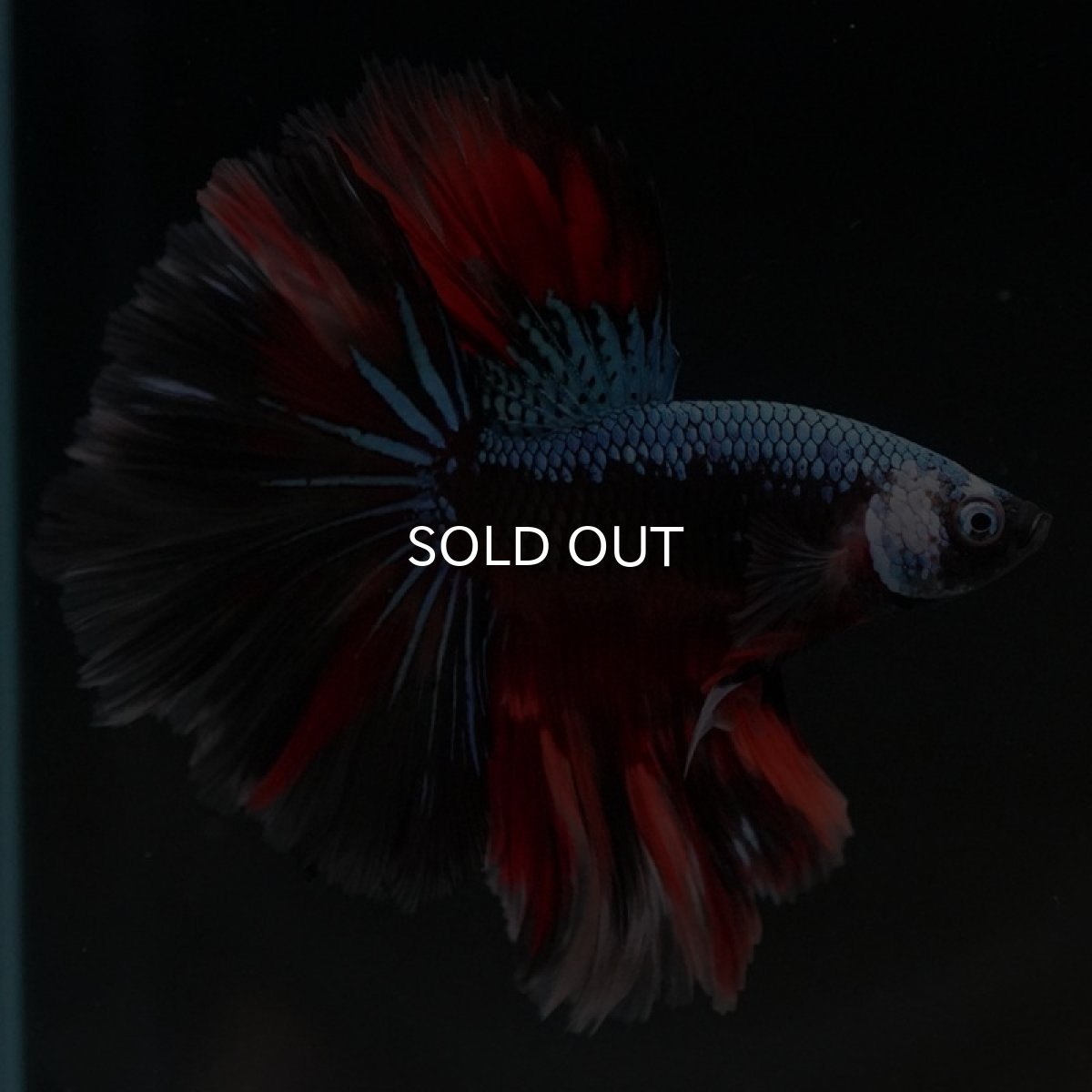 画像2: HM　ブラックキャンディ (2)