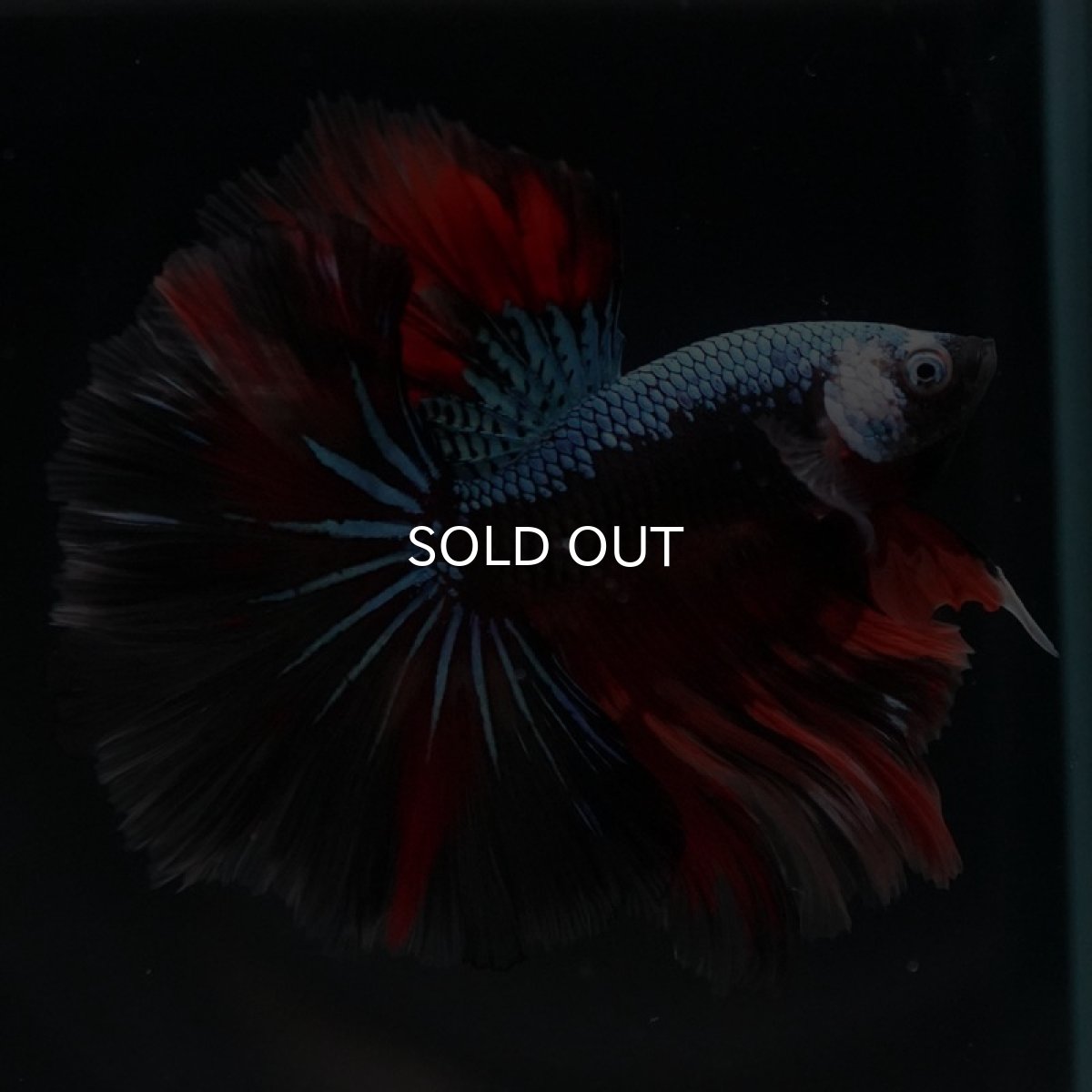 画像4: HM　ブラックキャンディ (4)