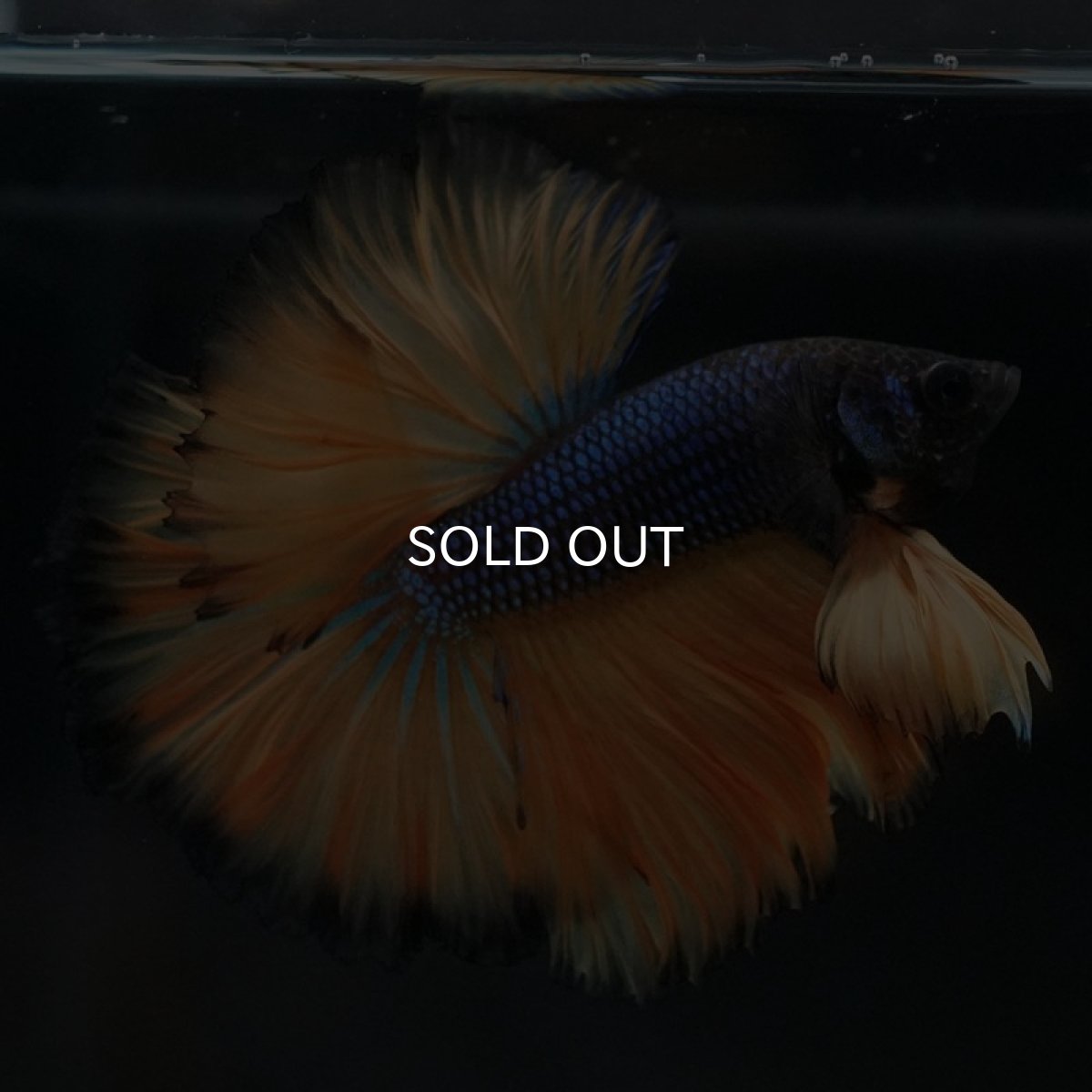 画像3: OHM　マスタードガス　ローズテール (3)