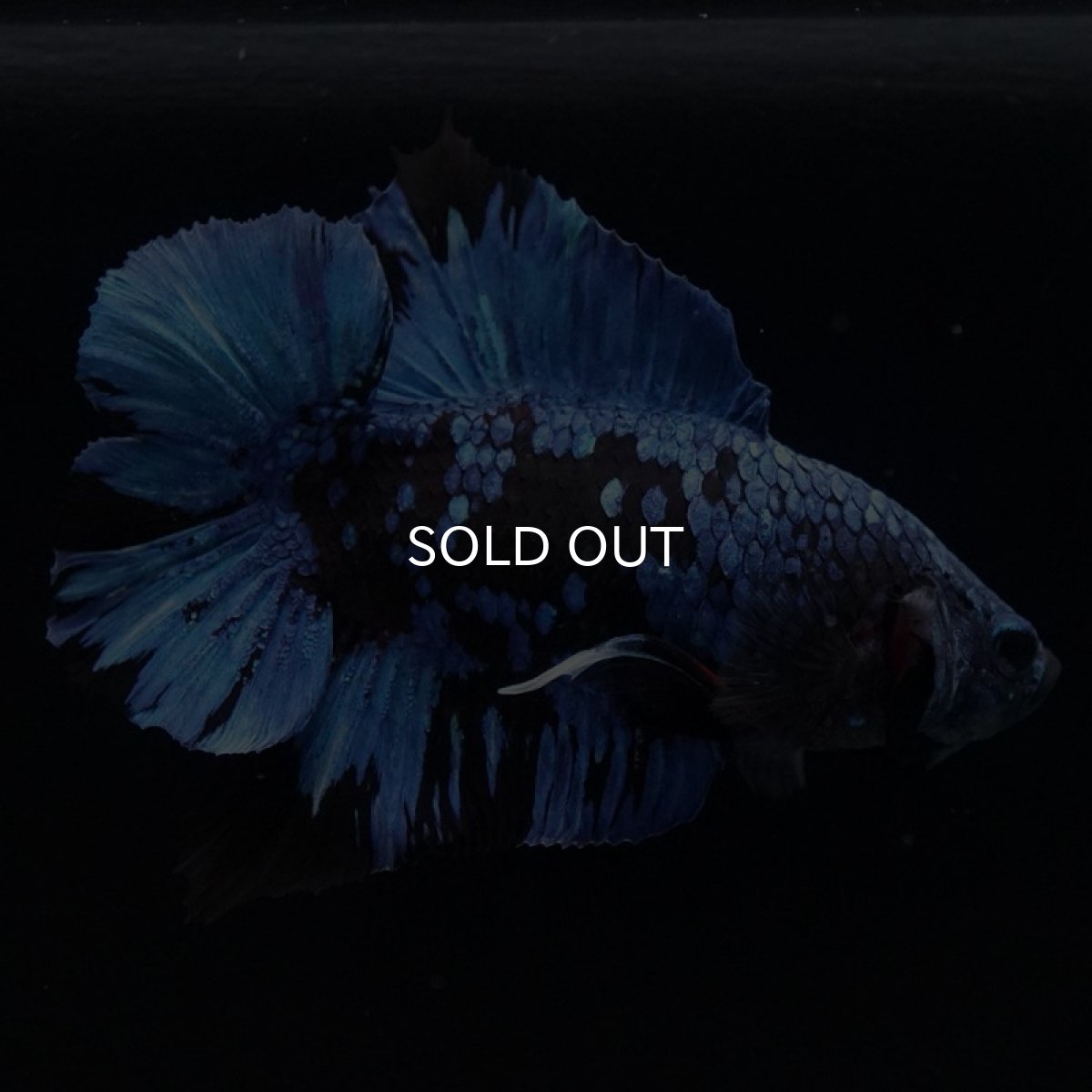 画像4: DTPK ブラックスター (4)