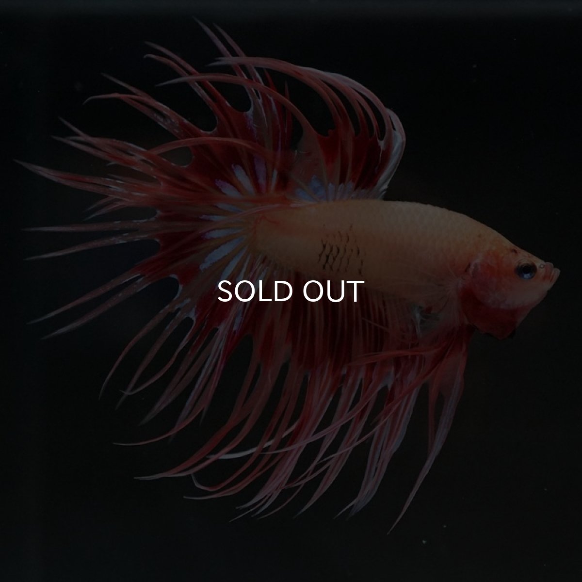 画像4: CT アルマゲドン (4)