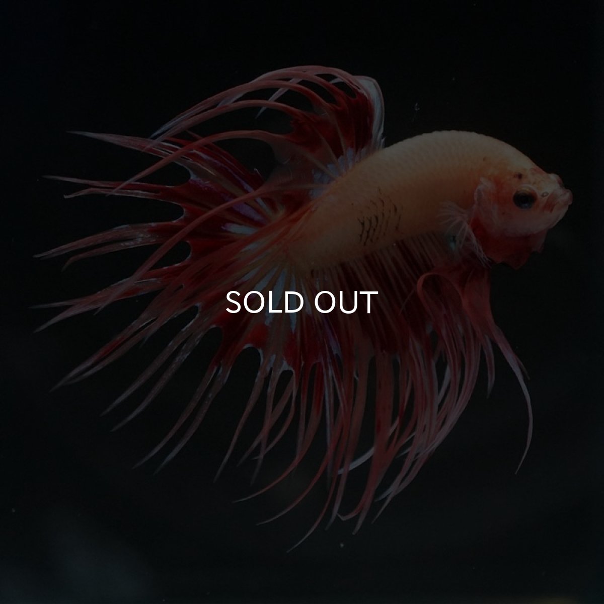 画像2: CT アルマゲドン (2)