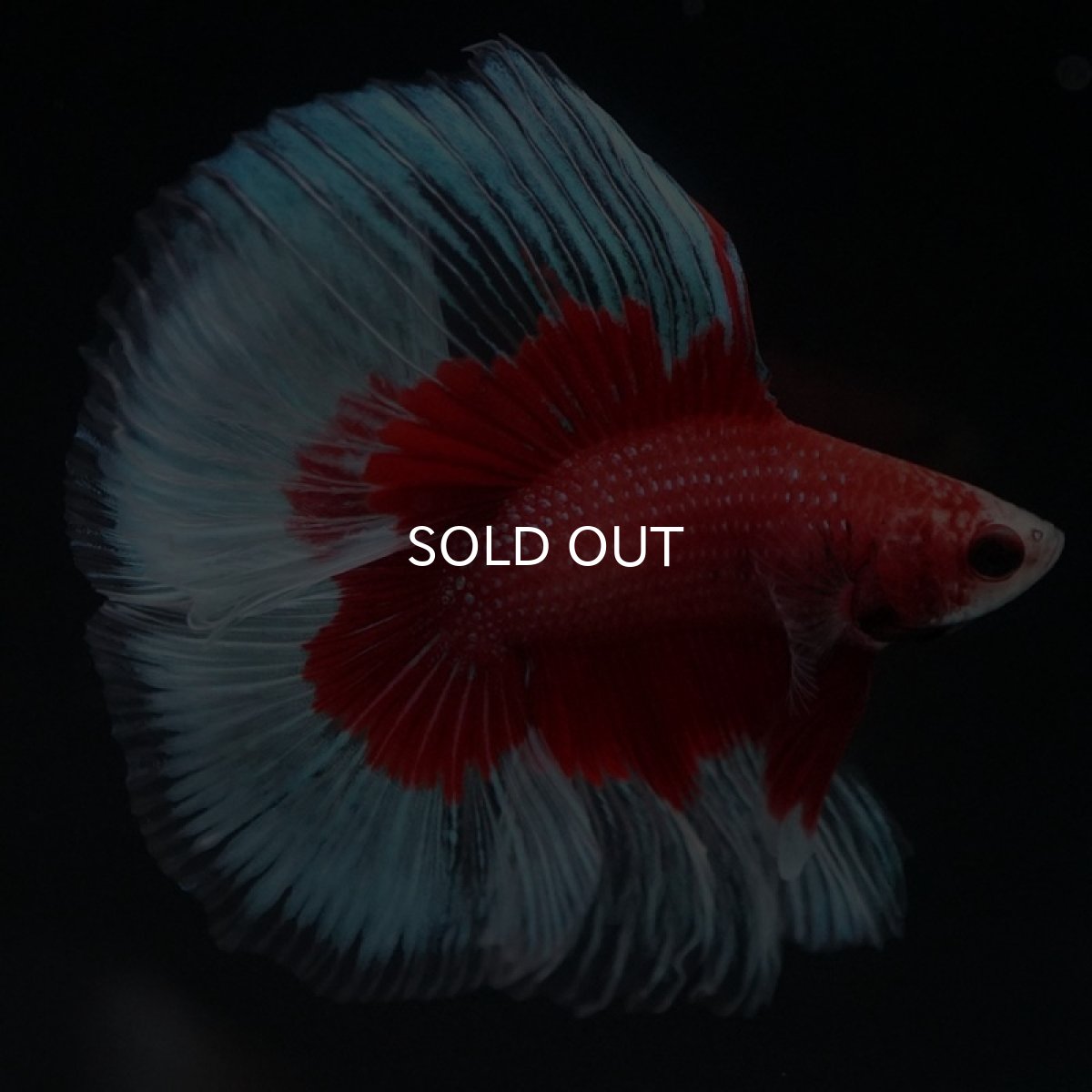 画像8: FM レッドバタフライ (8)