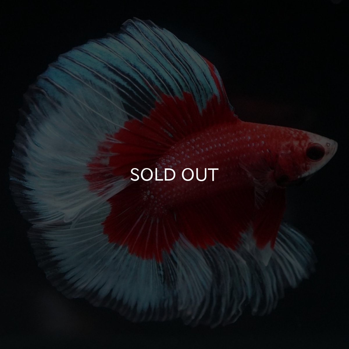 画像7: FM レッドバタフライ (7)