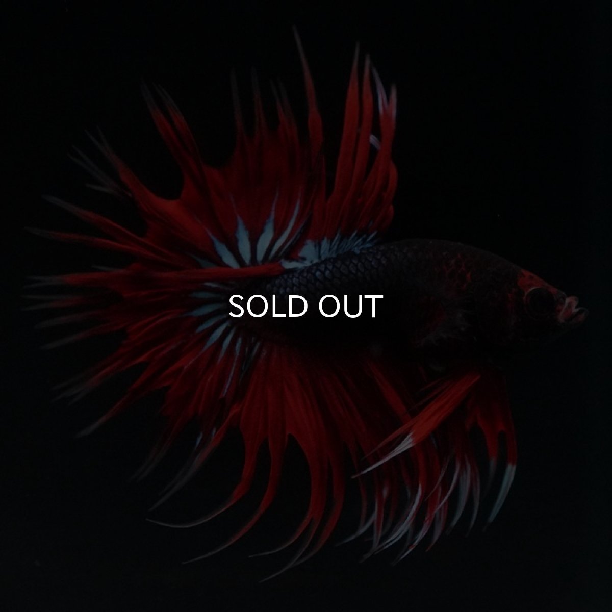 画像9: CT　ファンシー (9)