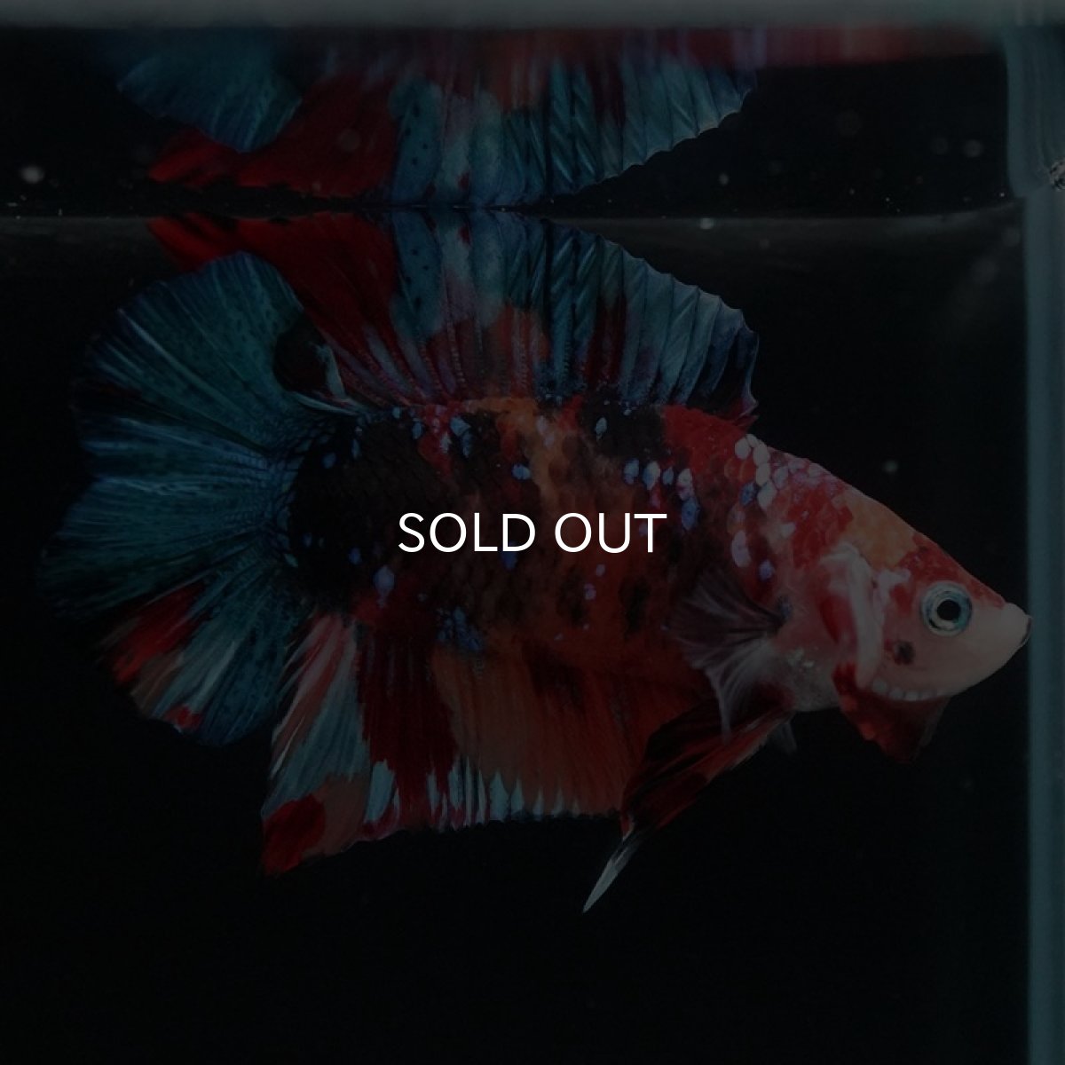 画像7: DTPK キャンディ (7)