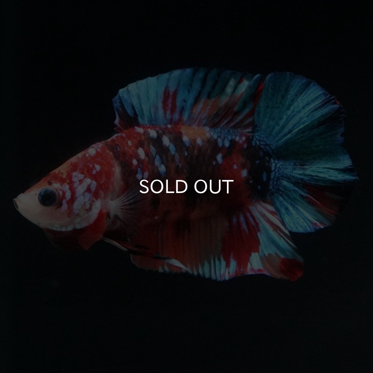 画像6: DTPK キャンディ (6)