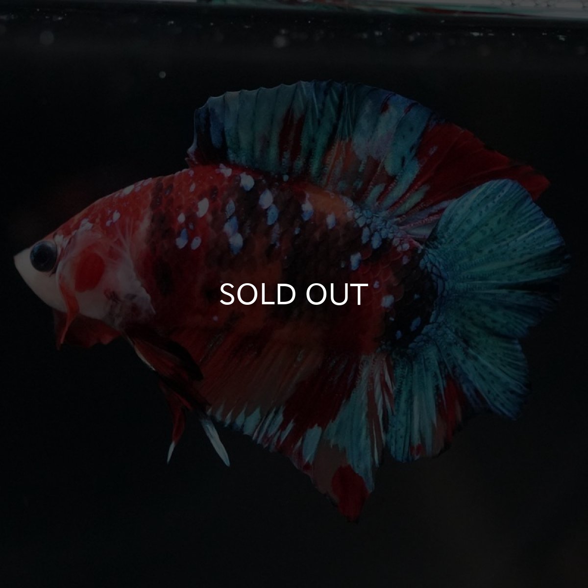 画像4: DTPK キャンディ (4)