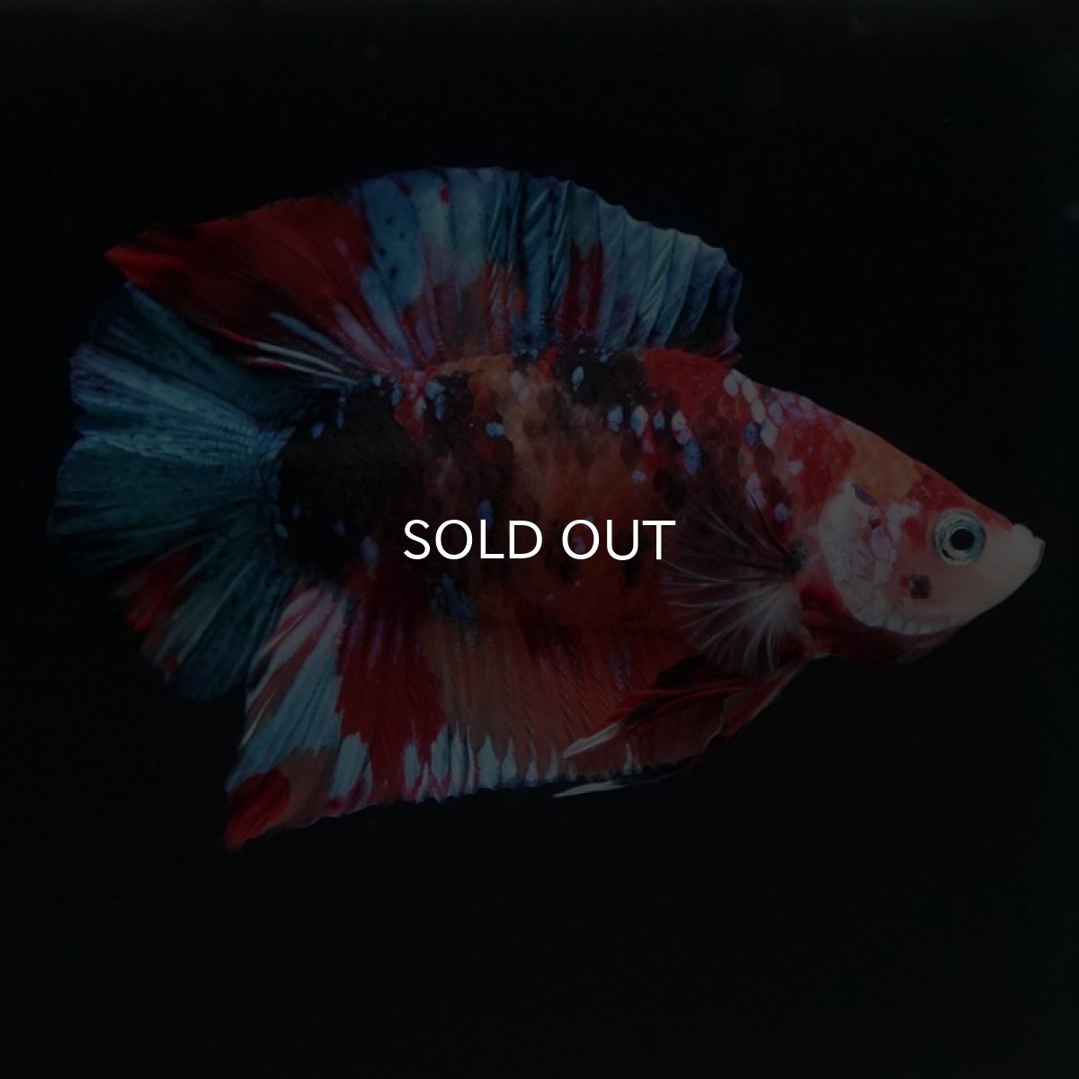 画像5: DTPK キャンディ (5)