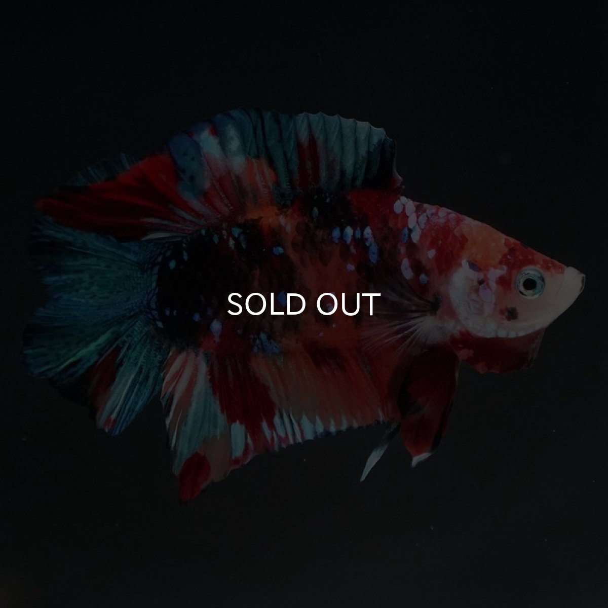 画像2: DTPK キャンディ (2)