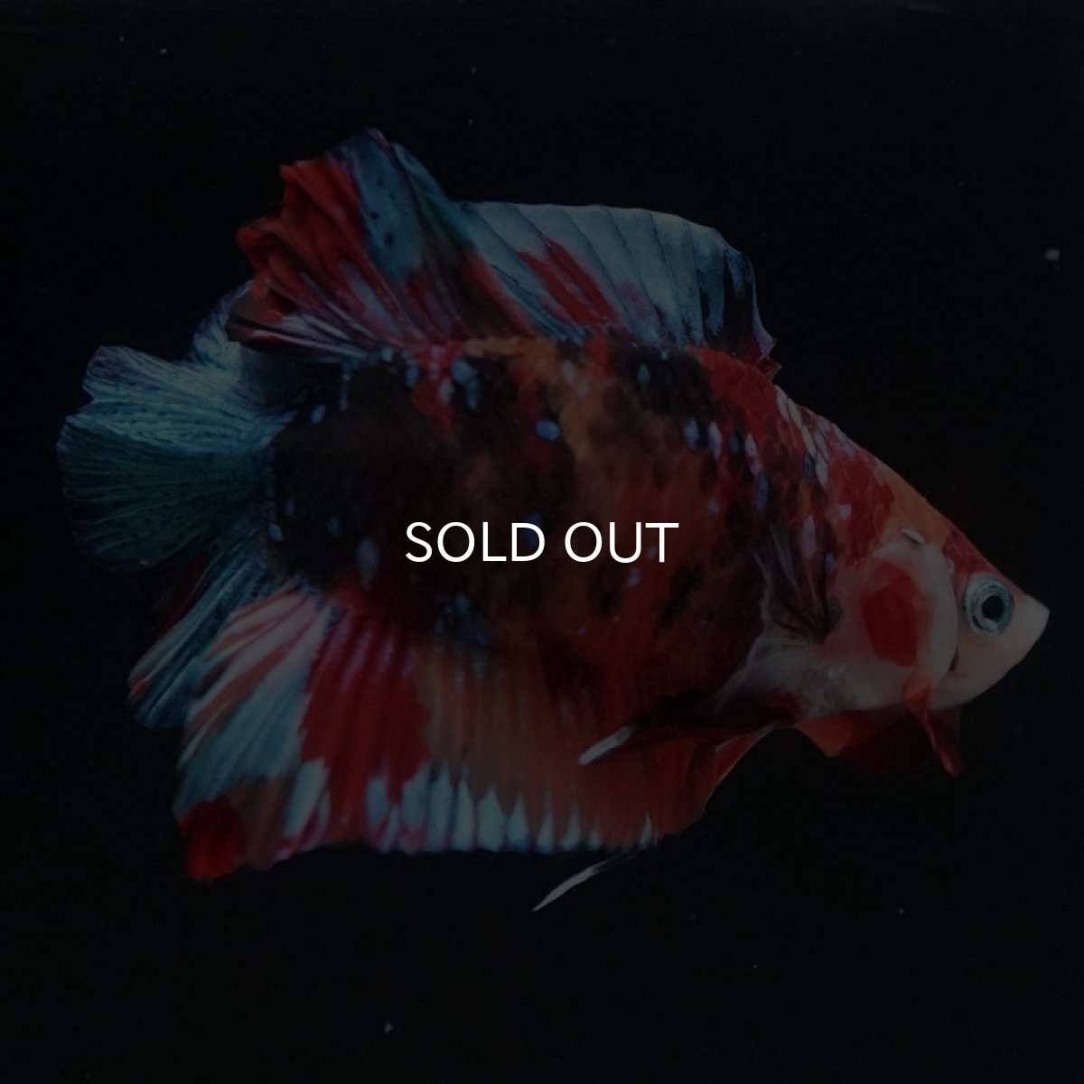 画像3: DTPK キャンディ (3)