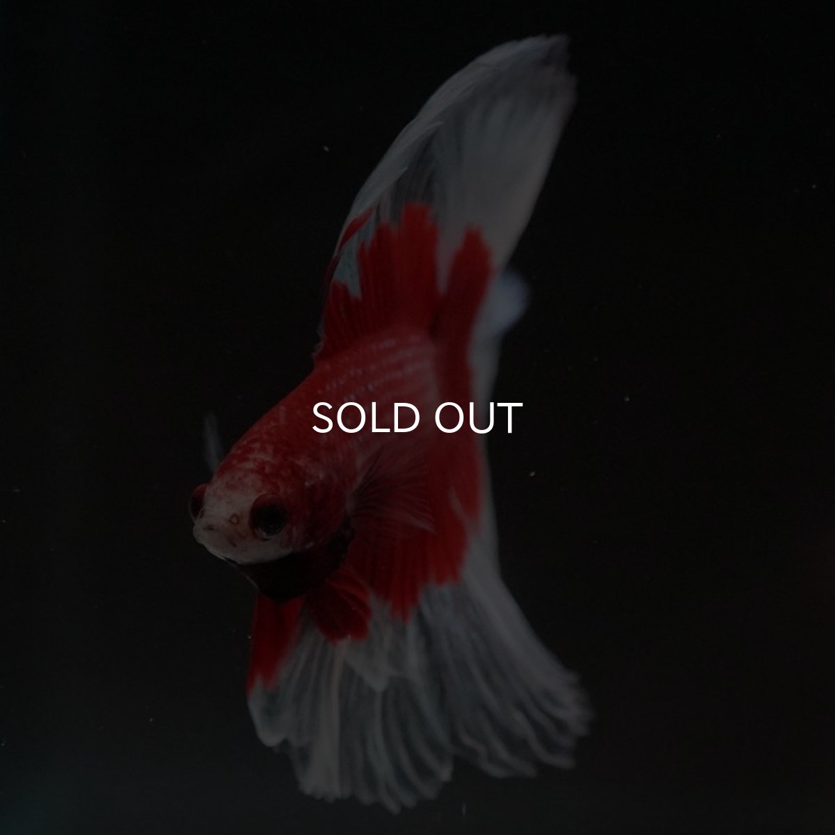 画像3: FM レッドバタフライ (3)