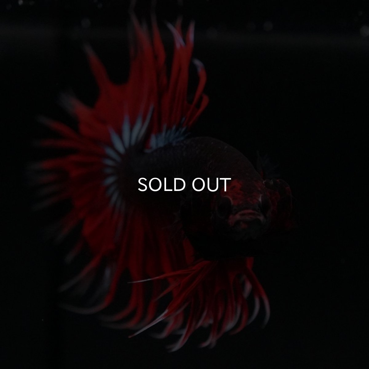 画像8: CT　ファンシー (8)