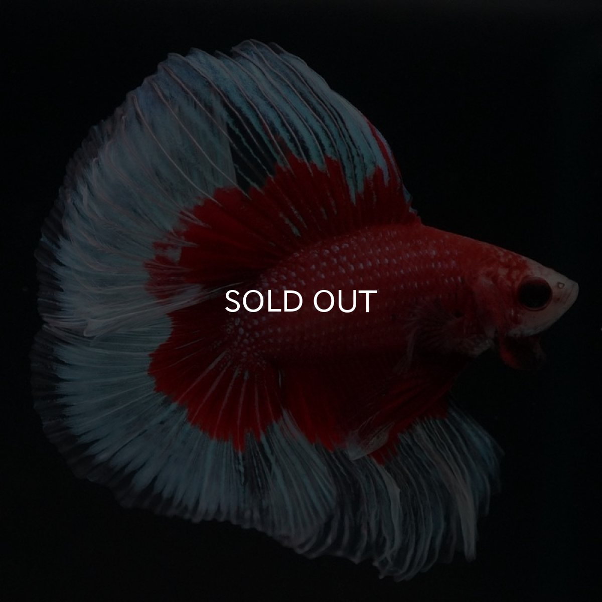 画像2: FM レッドバタフライ (2)