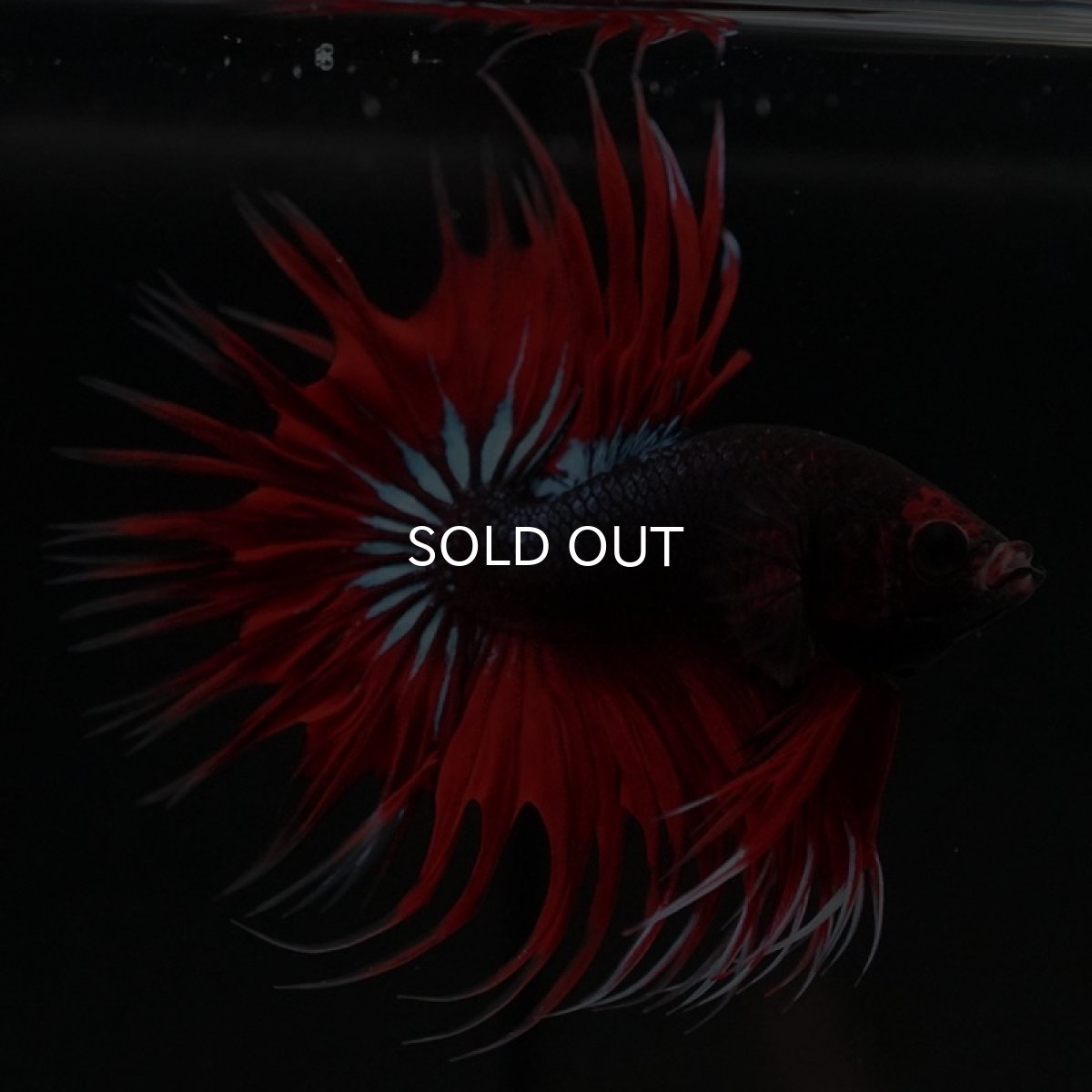 画像7: CT　ファンシー (7)