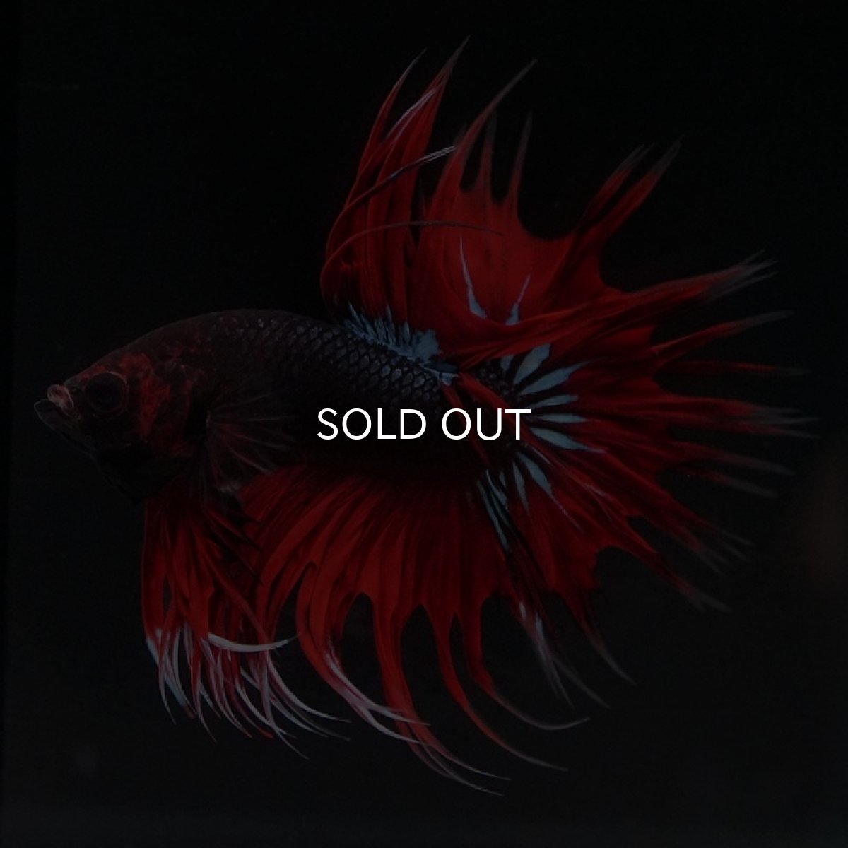 画像2: CT　ファンシー (2)