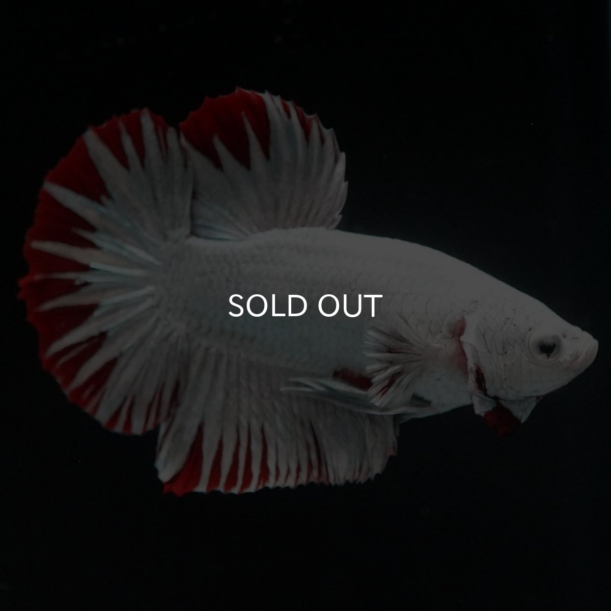 画像6: HMPK　プラチナレッドドラゴン　スノー (6)