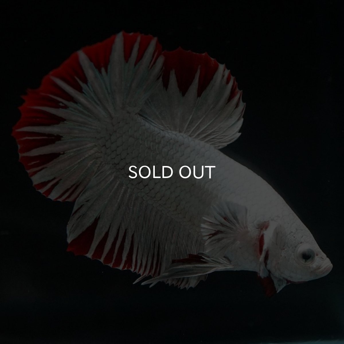 画像8: HMPK　プラチナレッドドラゴン　スノー (8)