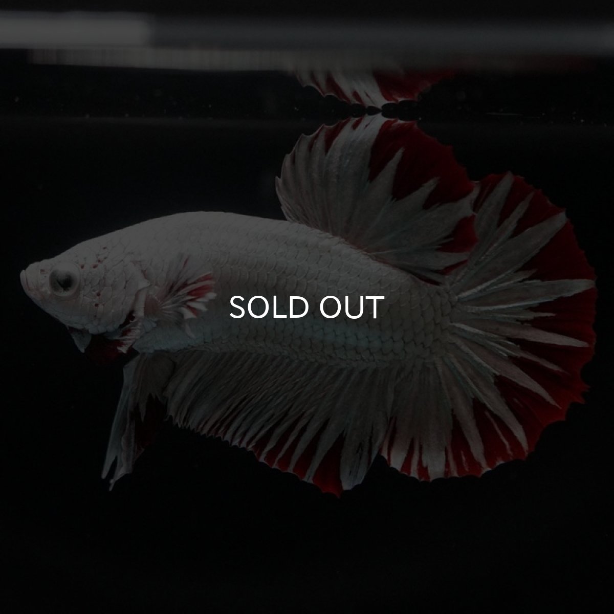 画像9: HMPK　プラチナレッドドラゴン　スノー (9)