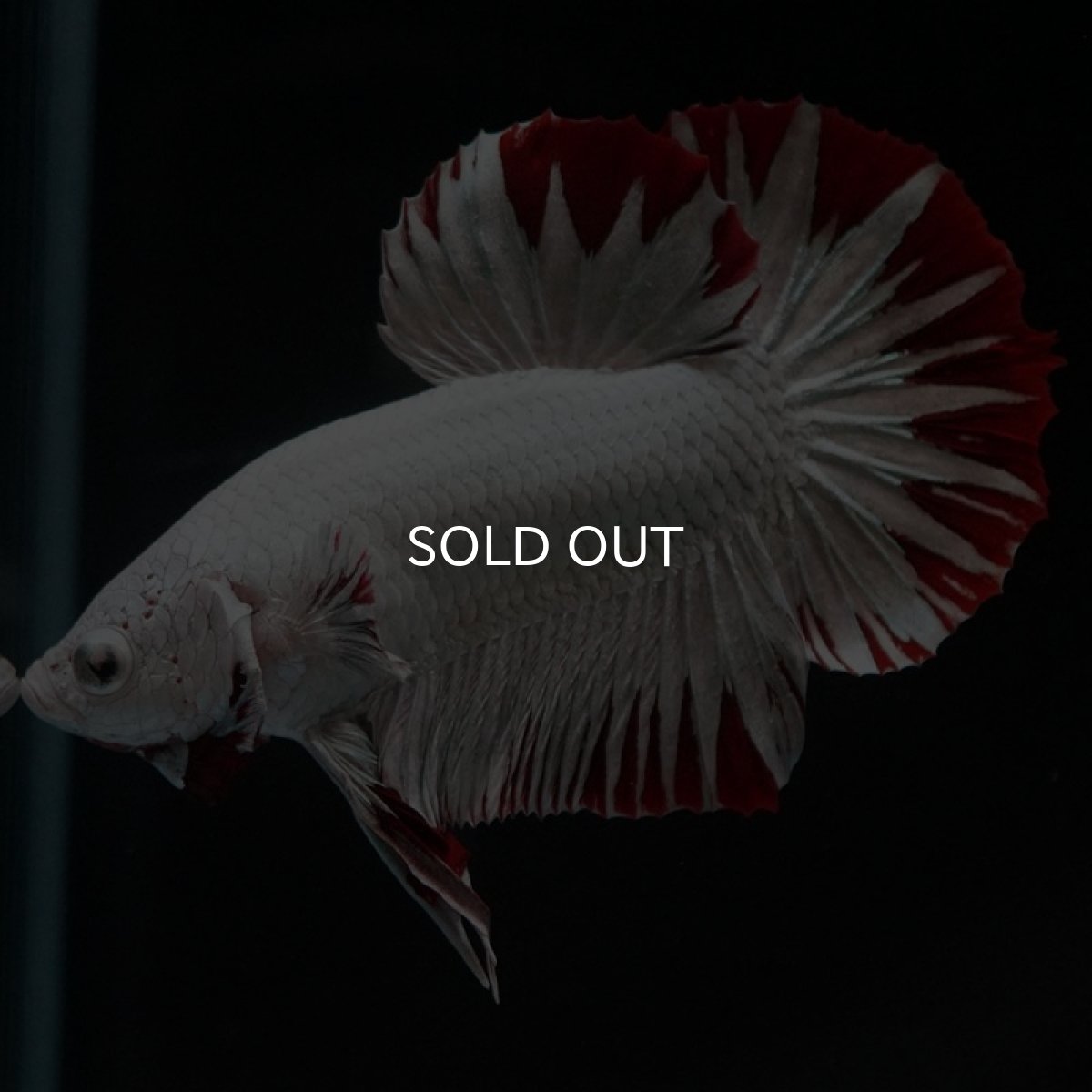 画像7: HMPK　プラチナレッドドラゴン　スノー (7)