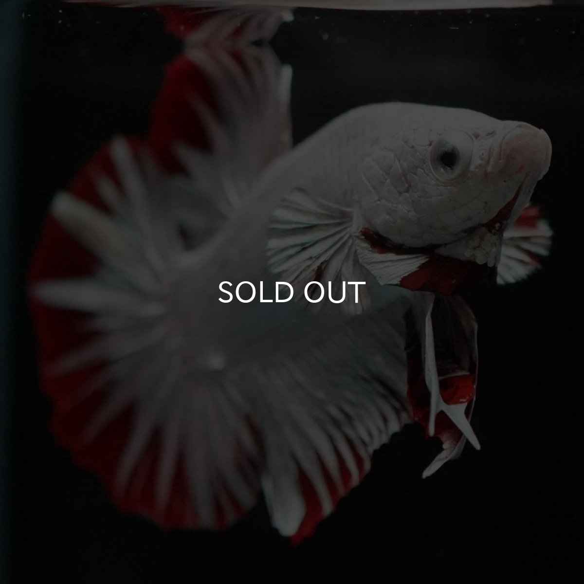 画像4: HMPK　プラチナレッドドラゴン　スノー (4)