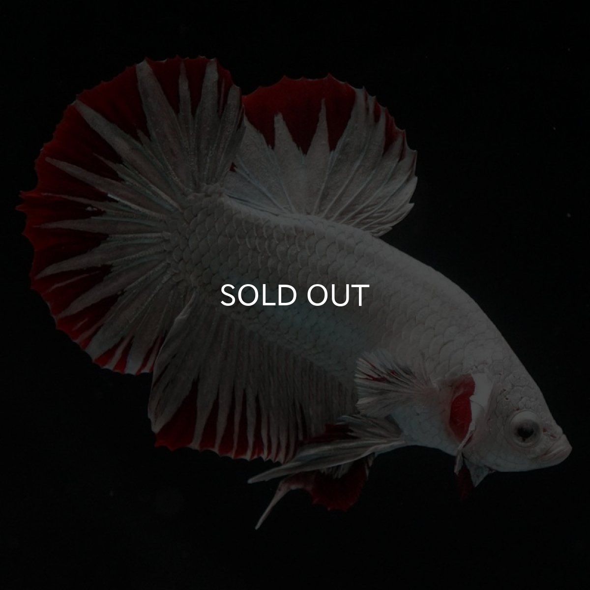 画像2: HMPK　プラチナレッドドラゴン　スノー (2)