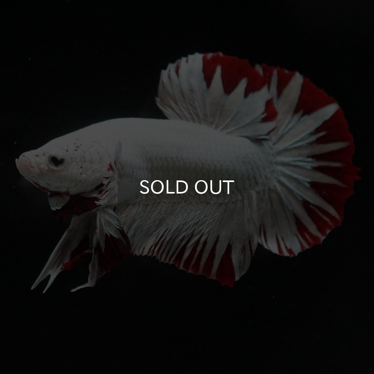 画像5: HMPK　プラチナレッドドラゴン　スノー (5)