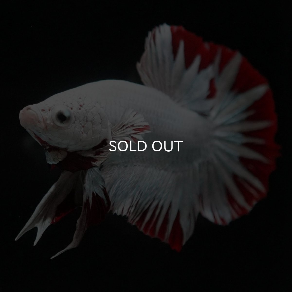 画像3: HMPK　プラチナレッドドラゴン　スノー (3)