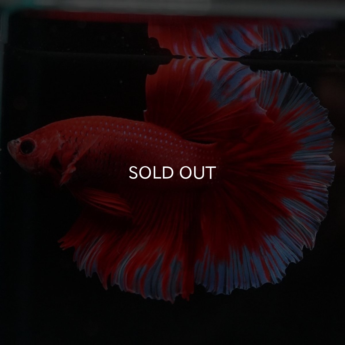 画像7: HM　レッドバタフライ (7)