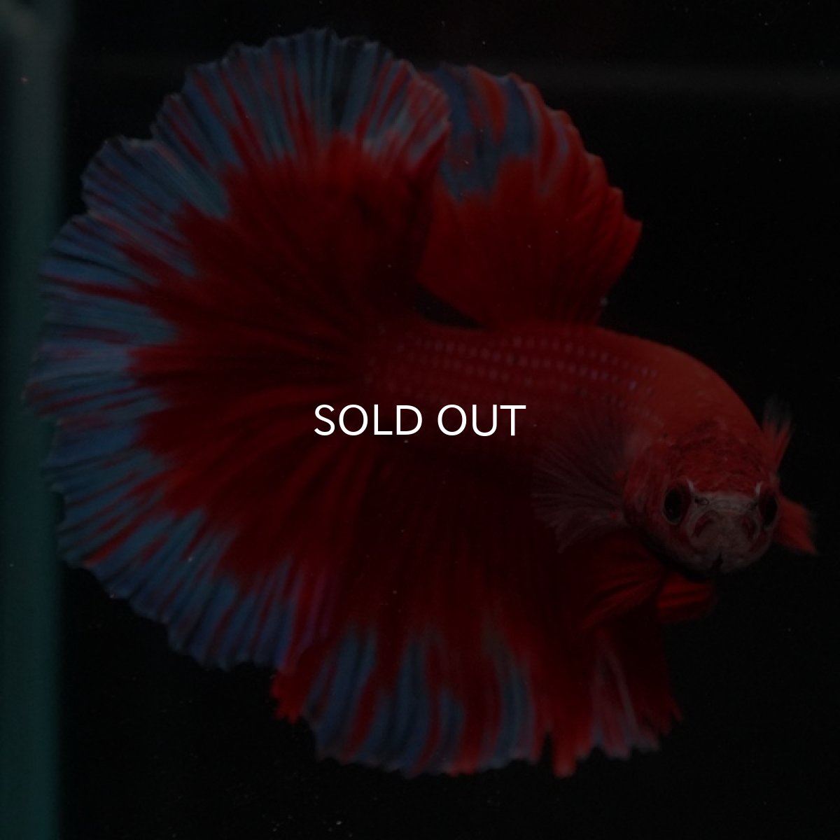 画像4: HM　レッドバタフライ (4)