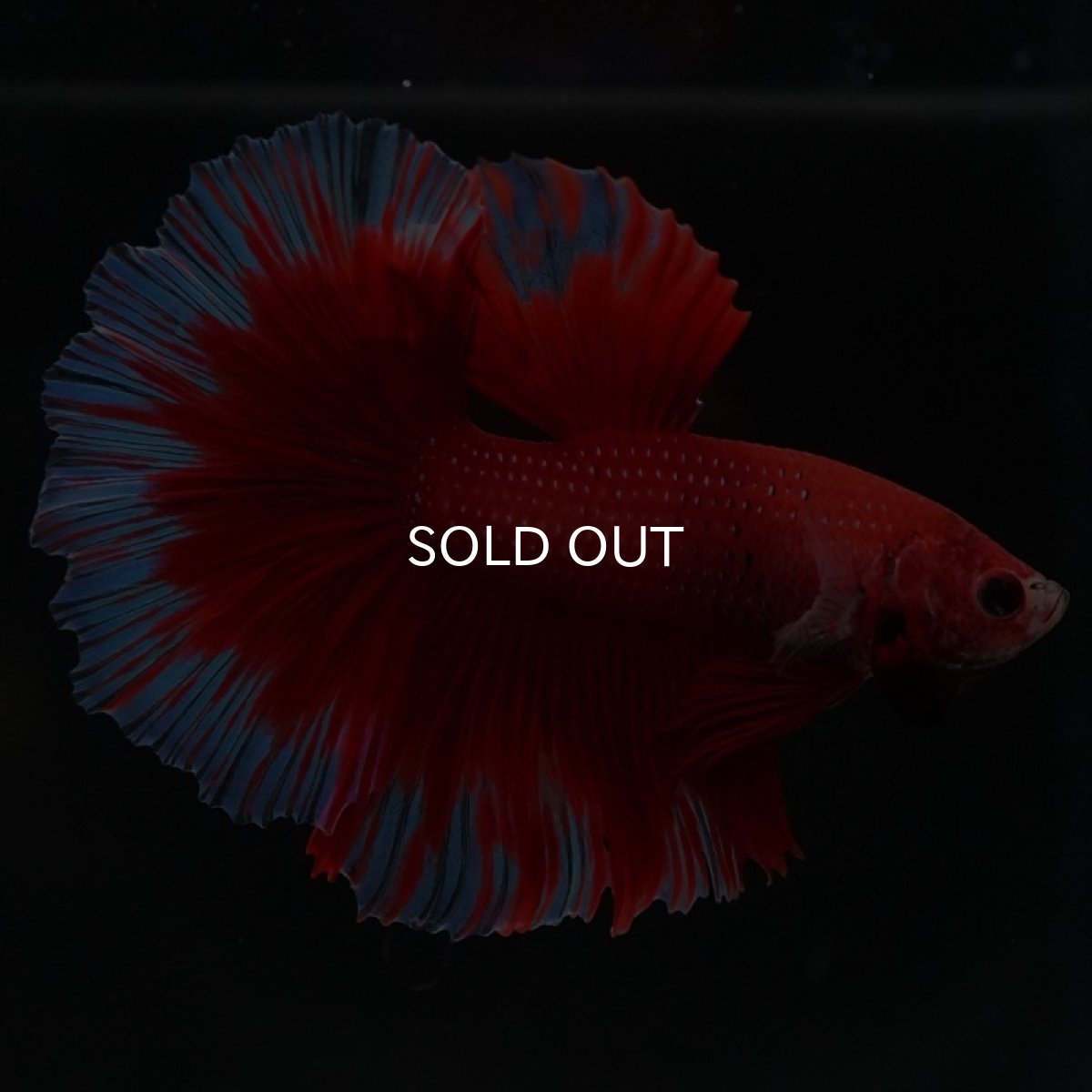 画像2: HM　レッドバタフライ (2)