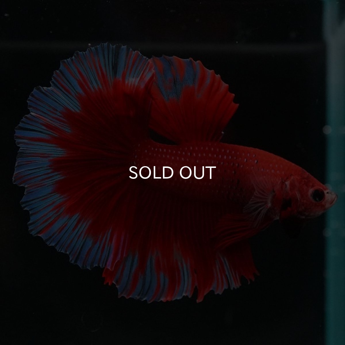 画像6: HM　レッドバタフライ (6)