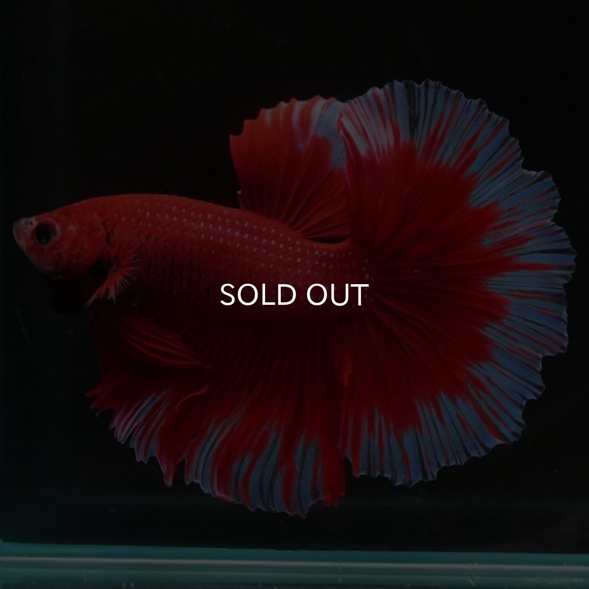 画像5: HM　レッドバタフライ (5)