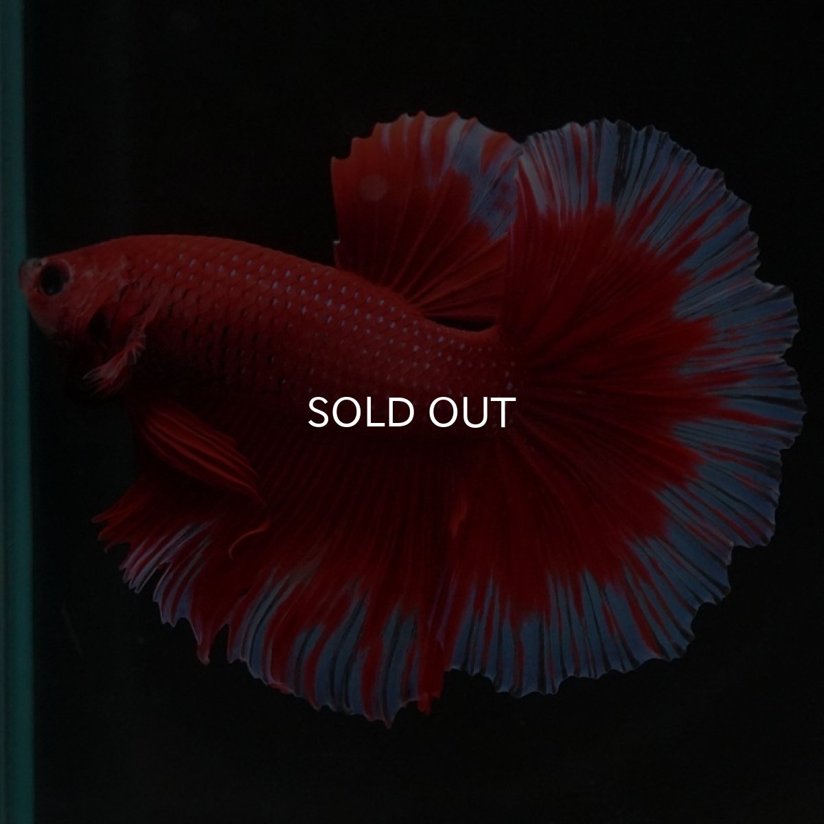 画像3: HM　レッドバタフライ (3)