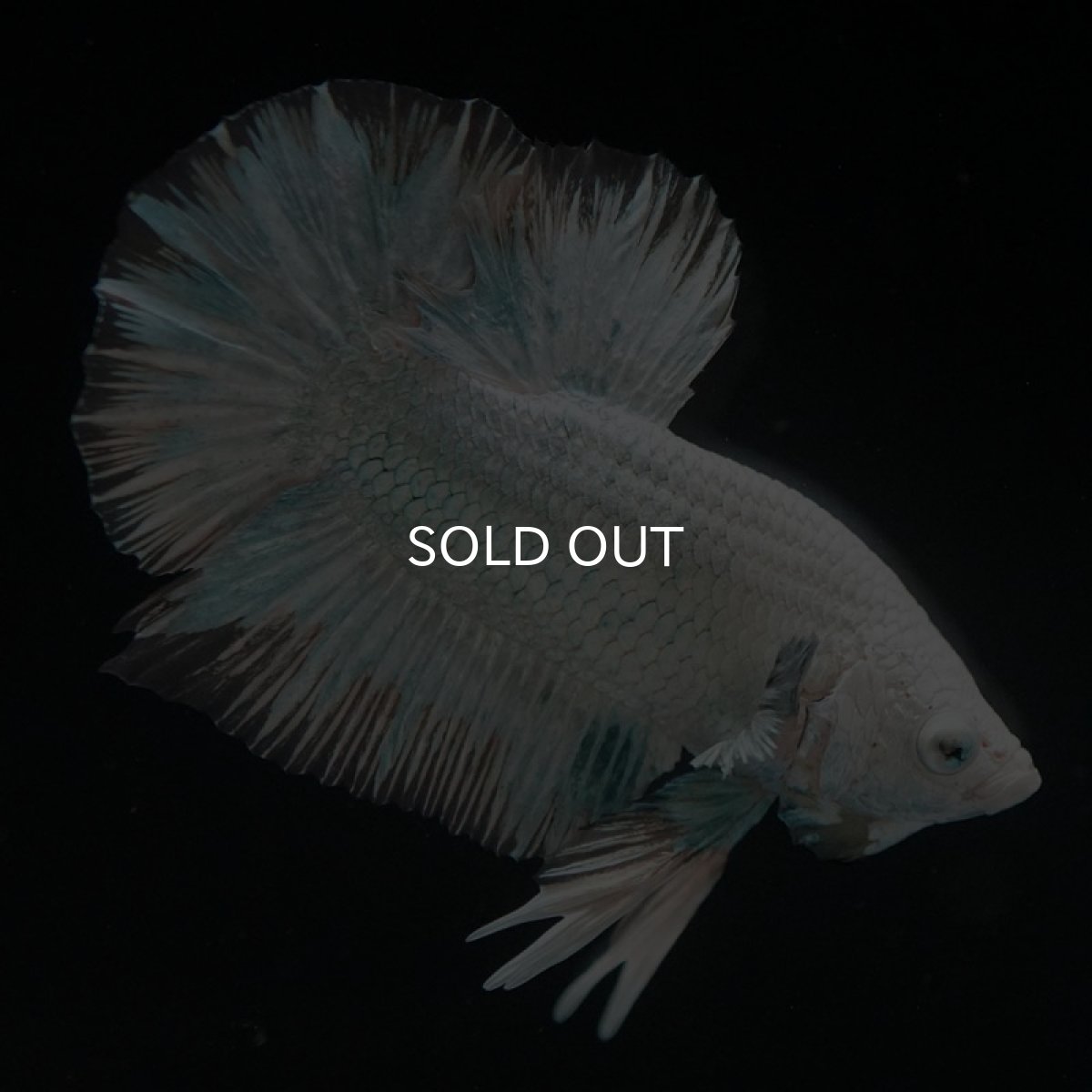 画像6: HMPK　プラチナイエロードラゴン　スノー (6)