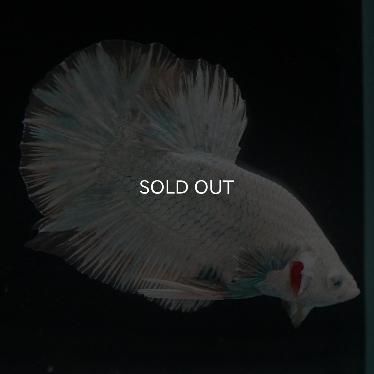 画像5: HMPK　プラチナイエロードラゴン　スノー (5)