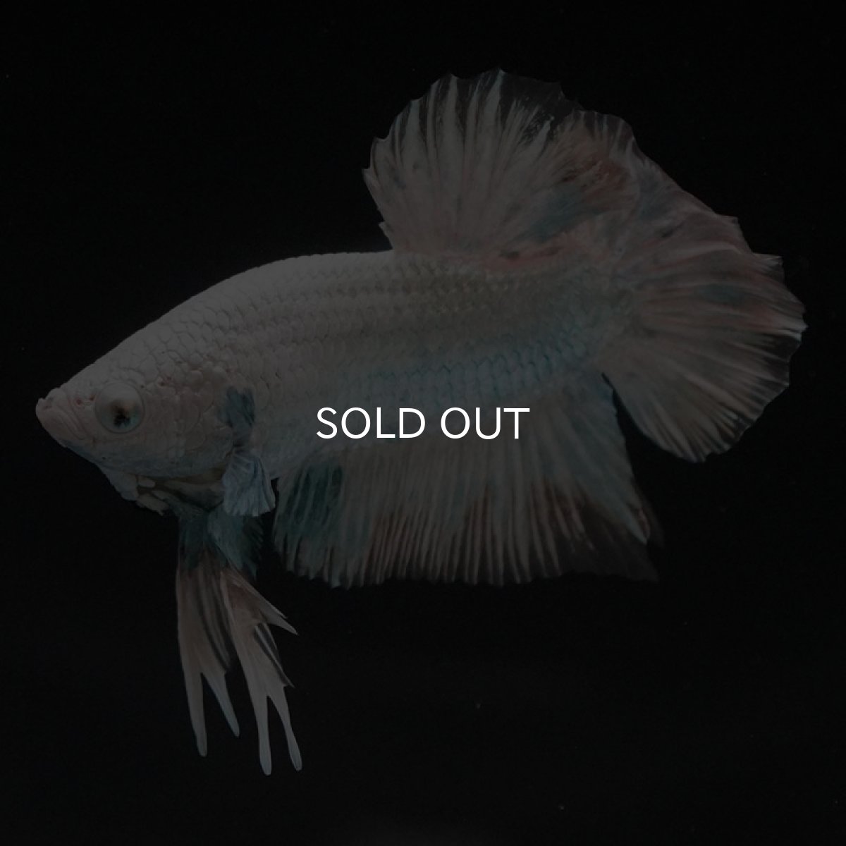 画像2: HMPK　プラチナイエロードラゴン　スノー (2)