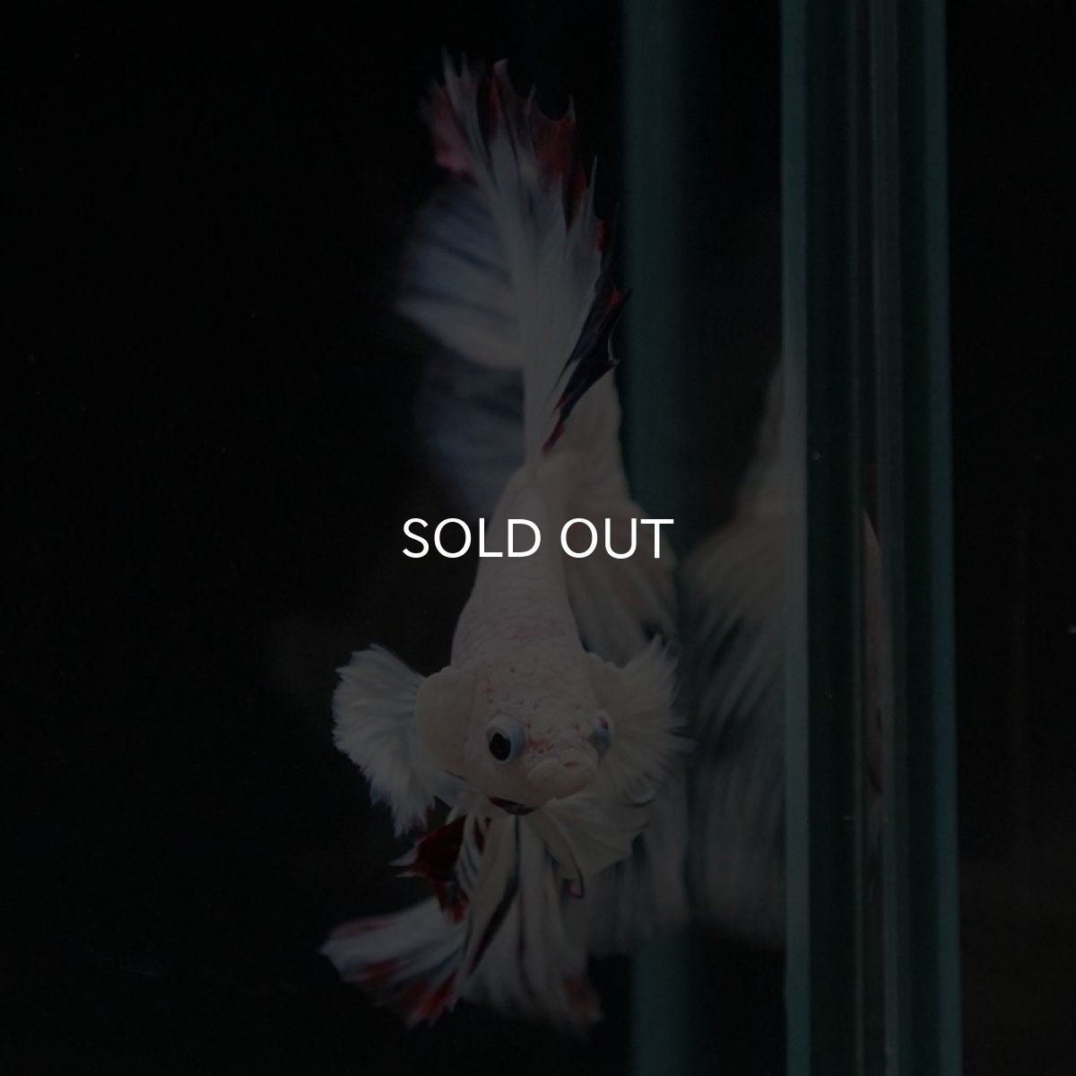 画像4: HMPK　プラチナイエロードラゴン　スノー (4)