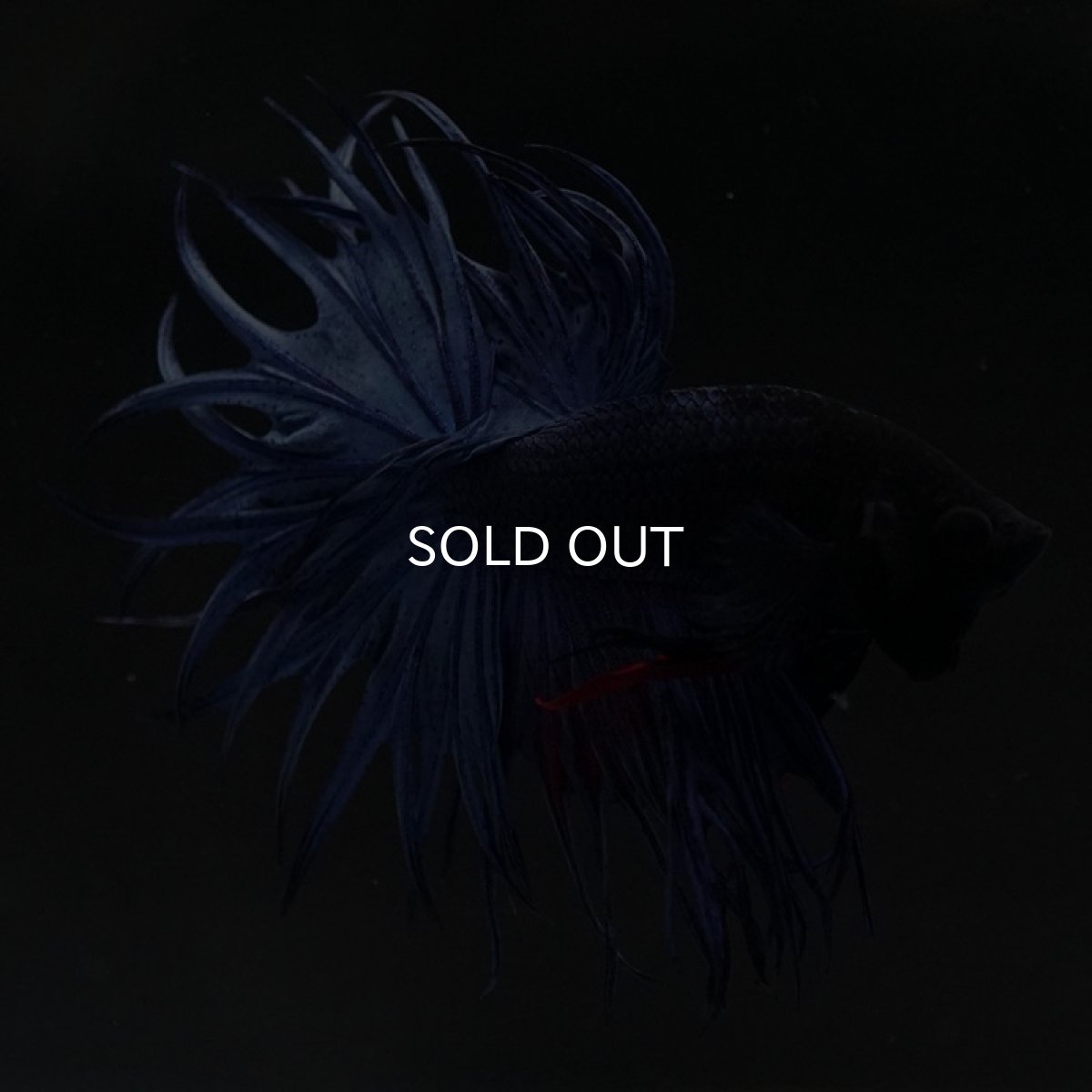 画像9: KCT　ブルー (9)