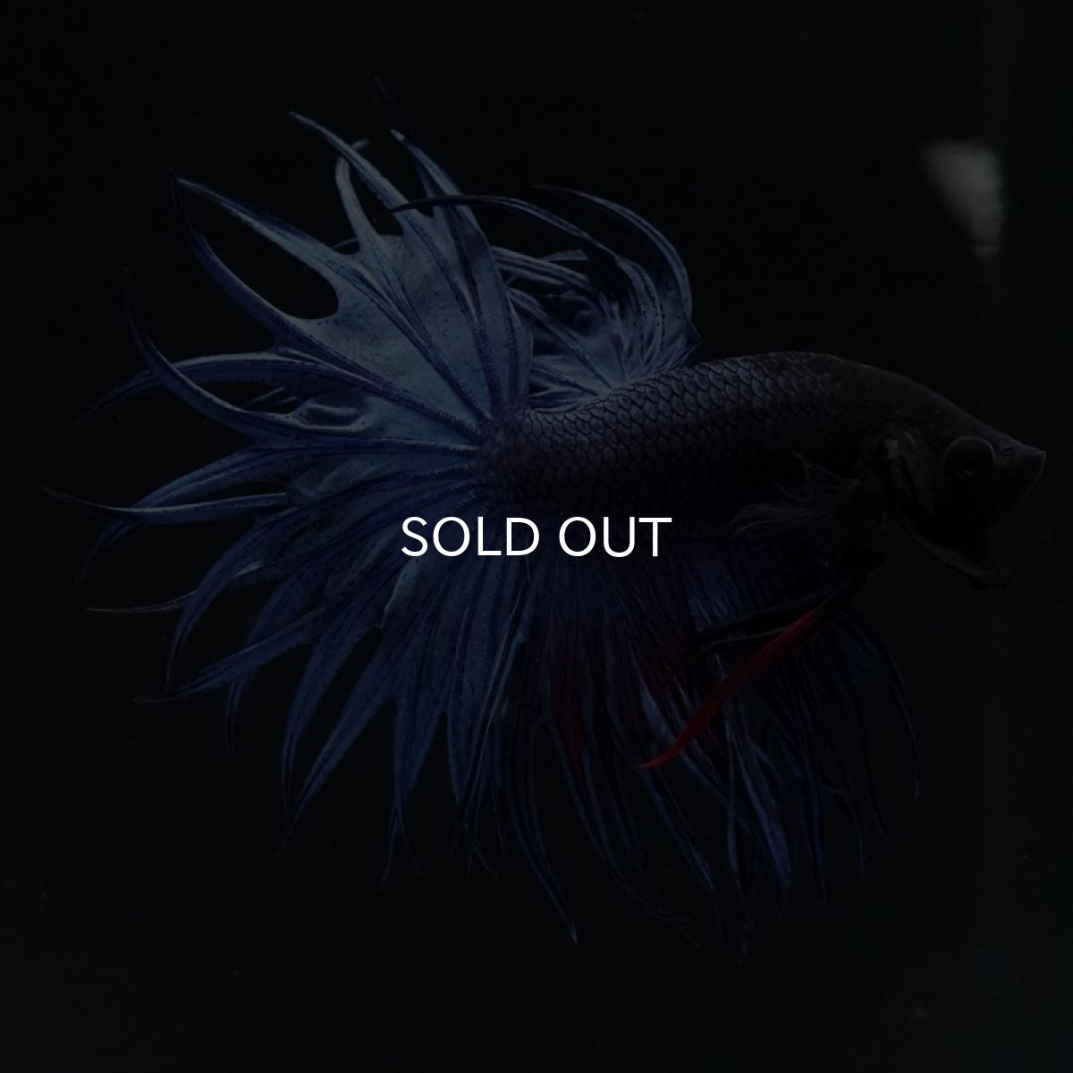 画像8: KCT　ブルー (8)