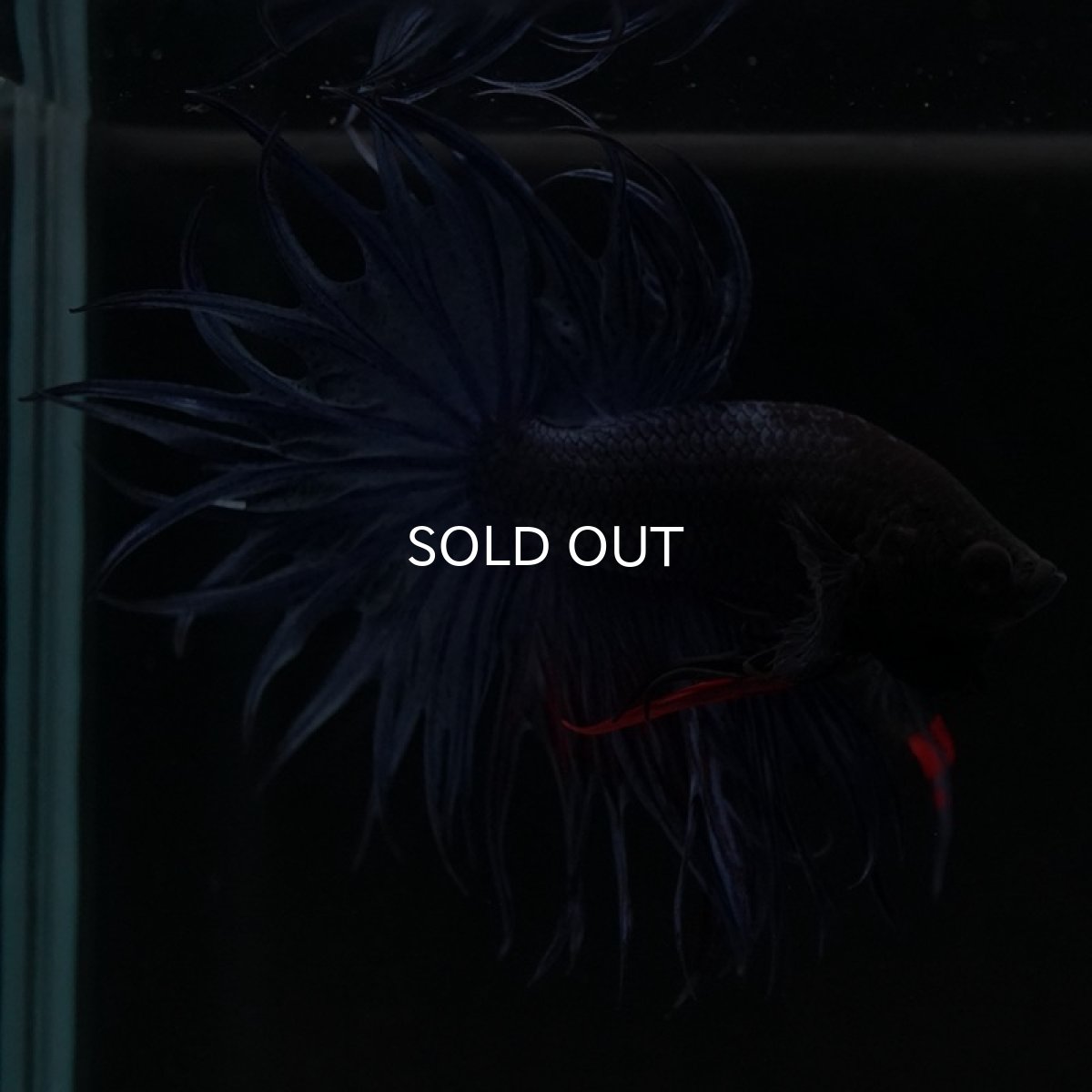 画像7: KCT　ブルー (7)