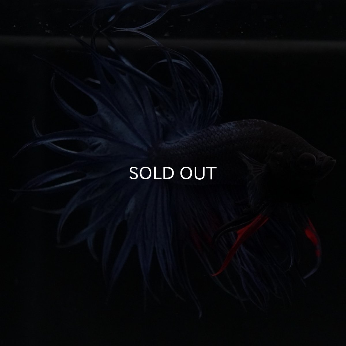 画像6: KCT　ブルー (6)