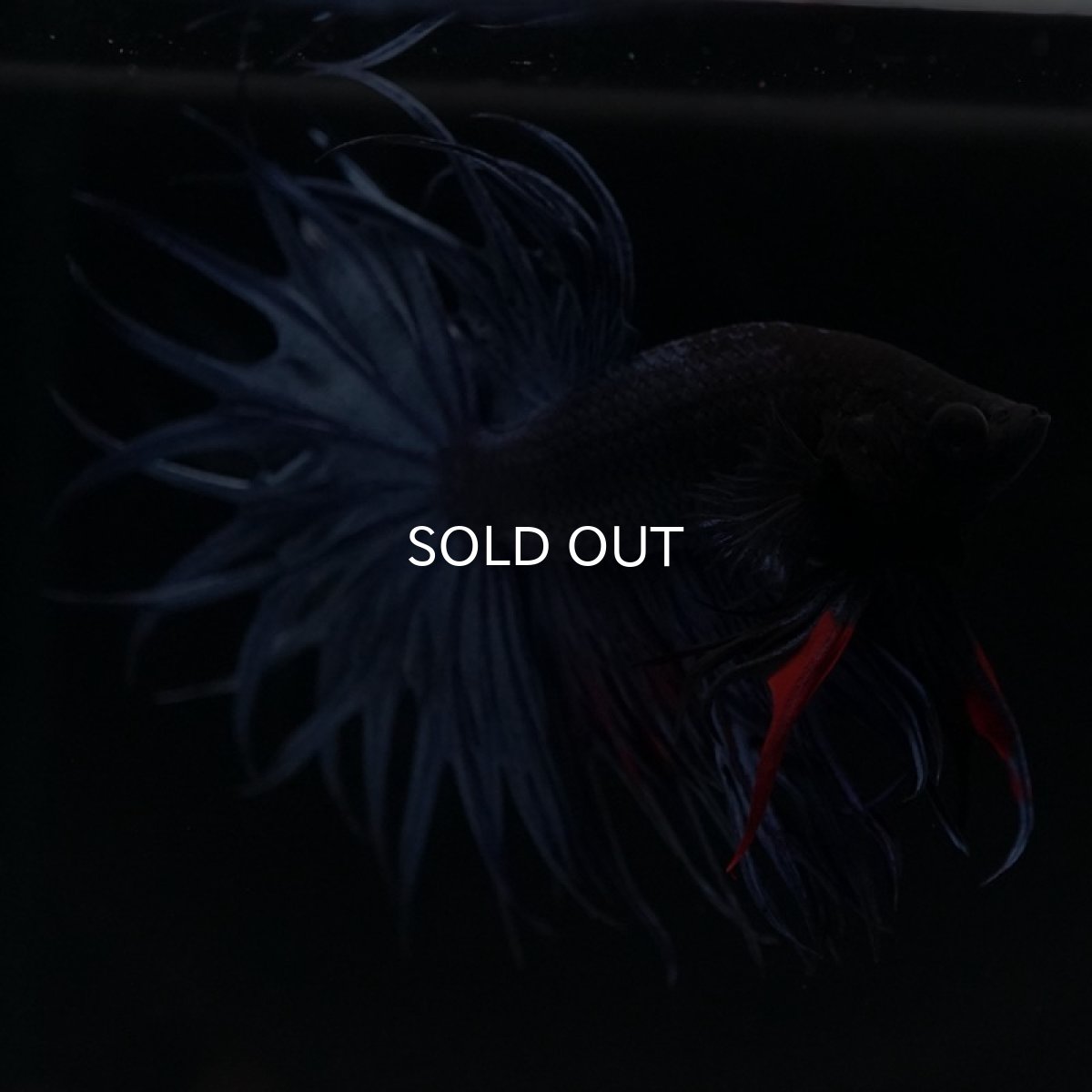 画像5: KCT　ブルー (5)