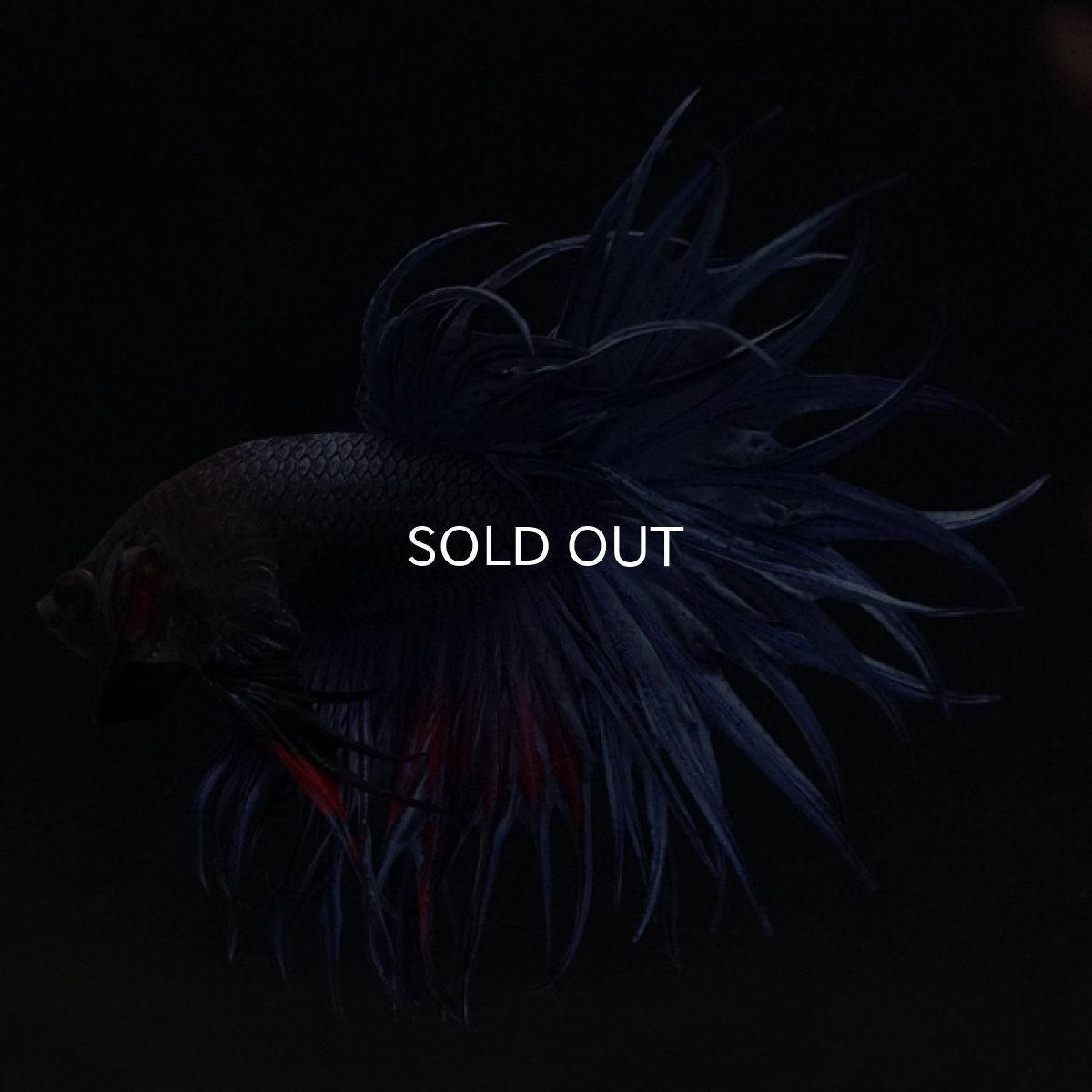 画像4: KCT　ブルー (4)