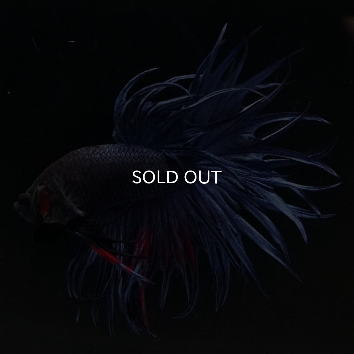 画像3: KCT　ブルー (3)