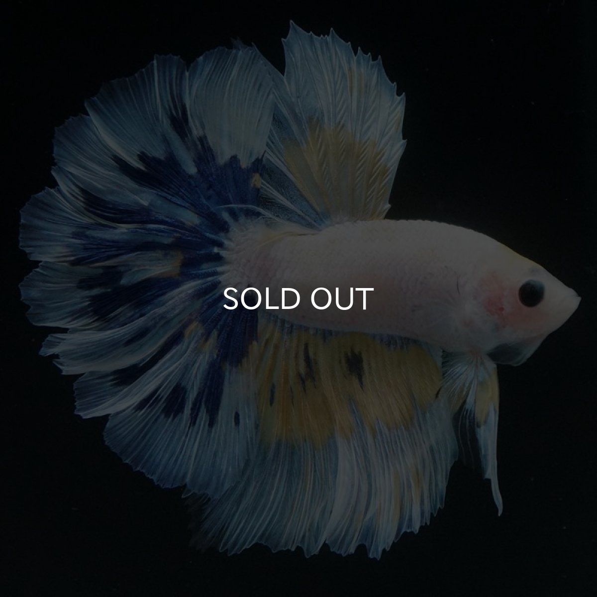 画像5: HM　ホワイトファンシー　ローズテール (5)