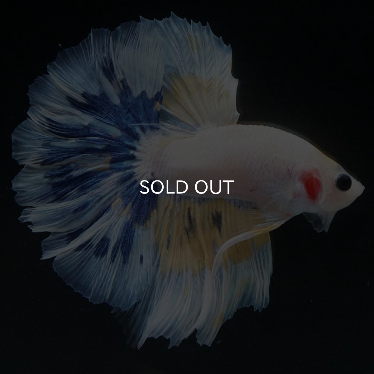 画像3: HM　ホワイトファンシー　ローズテール (3)