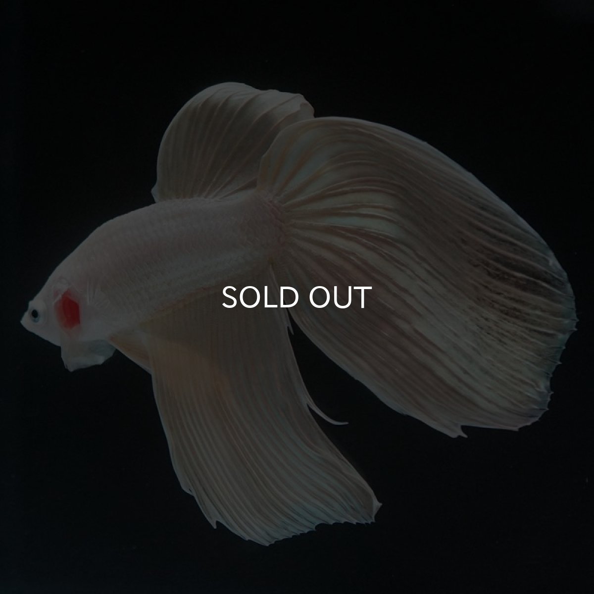 画像2: VT プラチナイエロードラゴン (2)