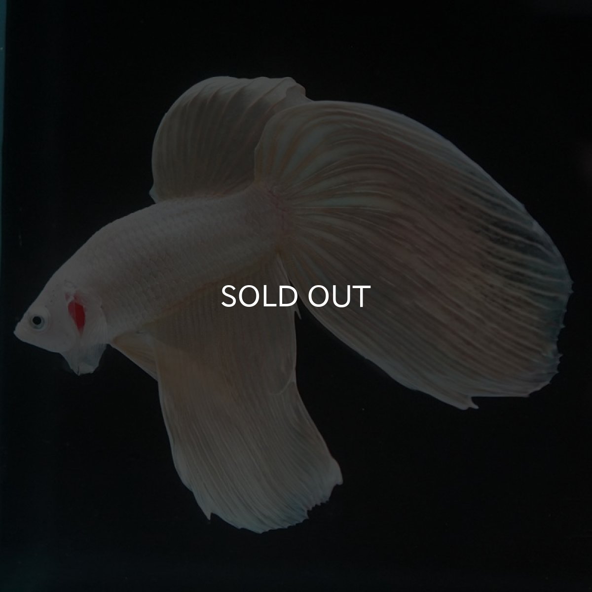 画像5: VT プラチナイエロードラゴン (5)