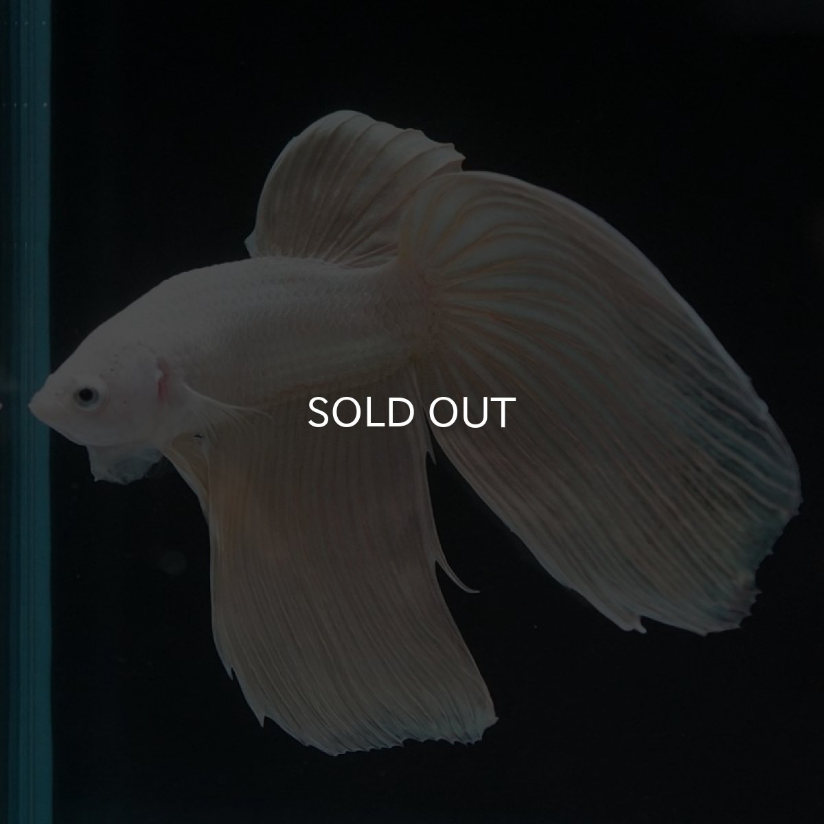 画像4: VT プラチナイエロードラゴン (4)